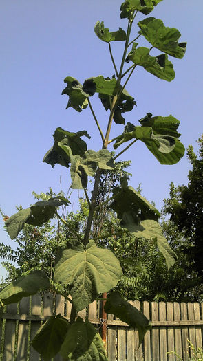 2013-08-16_11-48-28_576 - Paulownia Anul-1