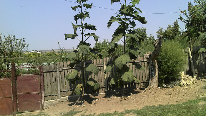 2013-08-16_11-48-50_188 - Paulownia Anul-1