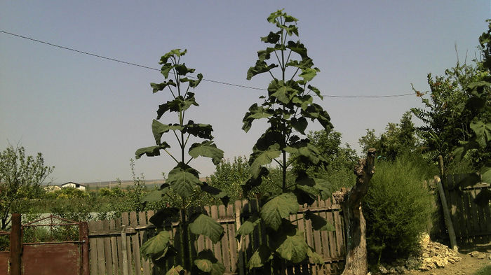 2013-08-16_11-48-59_624 - Paulownia Anul-1