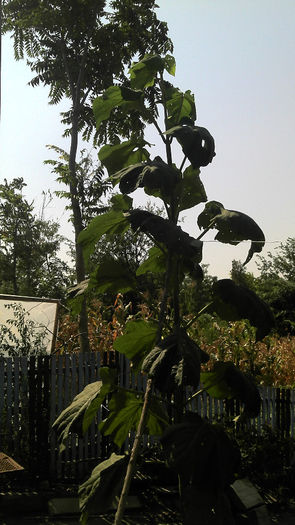 2013-08-16_11-49-28_70 - Paulownia Anul-1