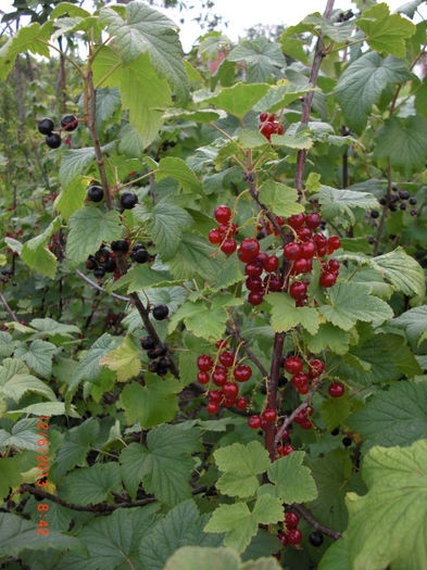 coacaze mixte - Gradina Casa si Plante Rare sau Deosebite pentru Sanatate
