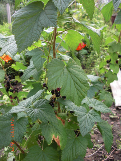 coacaze negre - Gradina Casa si Plante Rare sau Deosebite pentru Sanatate
