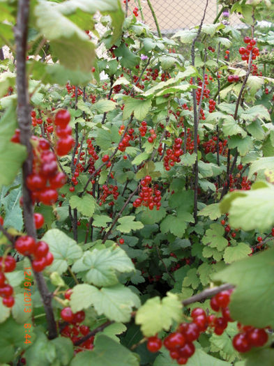 coacaze rosii - Gradina Casa si Plante Rare sau Deosebite pentru Sanatate