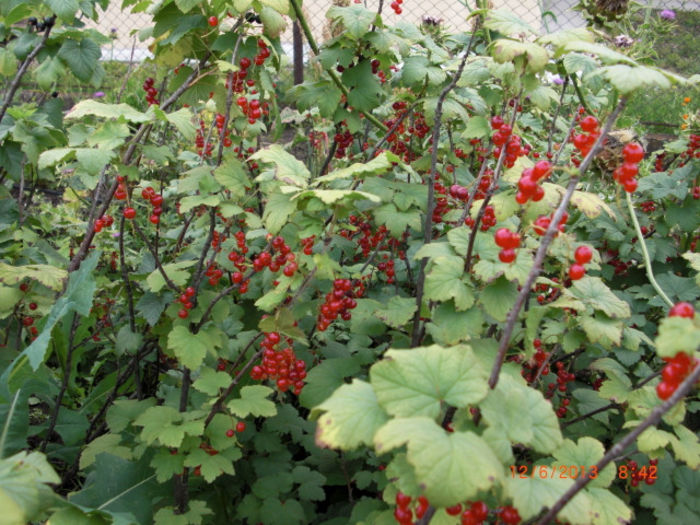 coacaze rosii2 - Gradina Casa si Plante Rare sau Deosebite pentru Sanatate