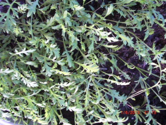 coada soricelului culori tanara - Gradina Casa si Plante Rare sau Deosebite pentru Sanatate
