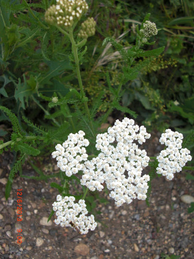 coada soricelului salbatica - Gradina Casa si Plante Rare sau Deosebite pentru Sanatate