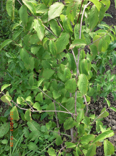 corn - Gradina Casa si Plante Rare sau Deosebite pentru Sanatate
