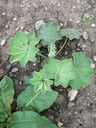 cretisoara1 - Gradina Casa si Plante Rare sau Deosebite pentru Sanatate