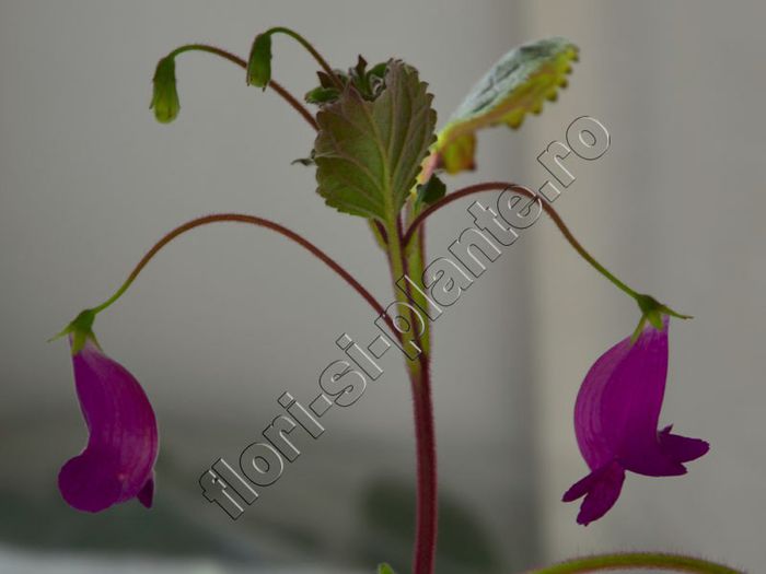 xSmithicodonia Heartland s Joy - 11  EXPOZITIE VIRTUALA  GESNERIACEAE