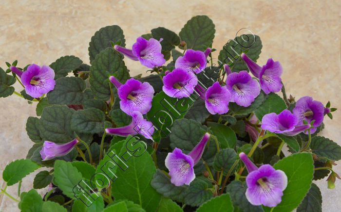 Sinningia Mark Twain seminte - GLOXINIA _ SINNINGIA