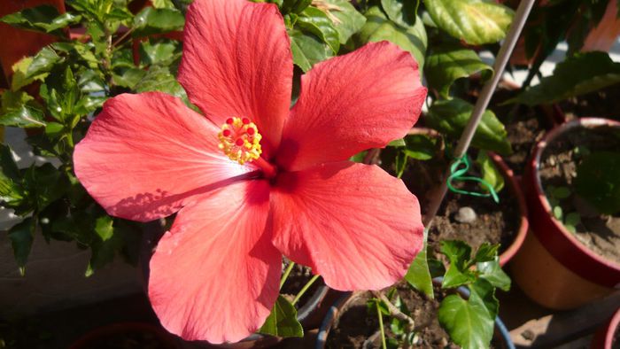 Picture 1550 - x 2013 hibiscus rosa sinesis 2