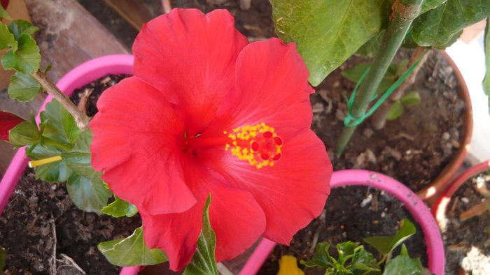 Picture 1551 - x 2013 hibiscus rosa sinesis 2