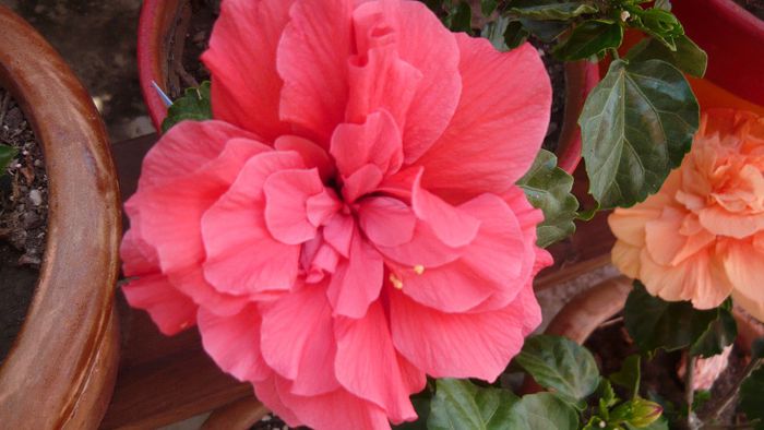 Picture 1552 - x 2013 hibiscus rosa sinesis 2