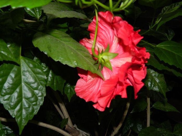 DSCN0053 - AUGUST 2 2013