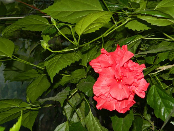 DSCN0055 - AUGUST 2 2013