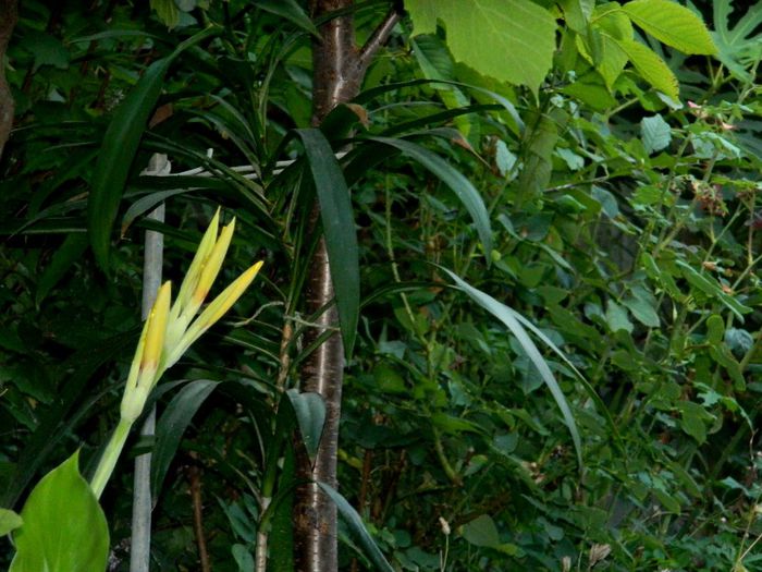 DSCN0071 - AUGUST 2 2013