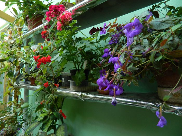 DSCN9807 - AUGUST 2 2013