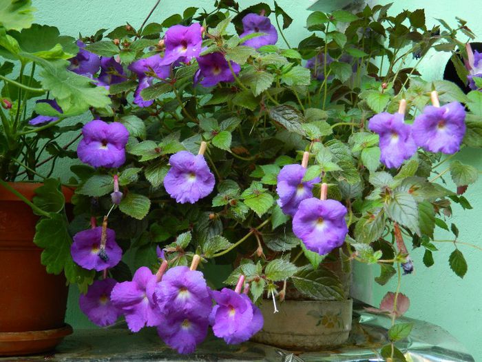 DSCN9846 - AUGUST 2 2013