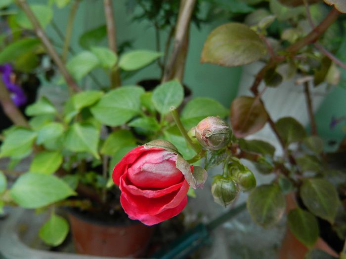 DSCN9848 - AUGUST 2 2013