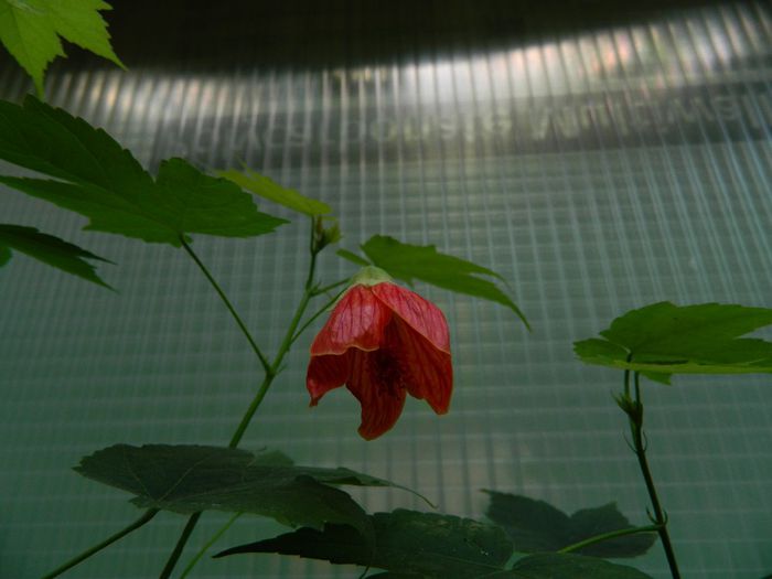 DSCN9853 - AUGUST 2 2013