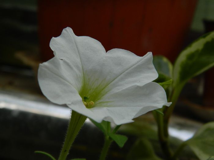 DSCN9858 - AUGUST 2 2013