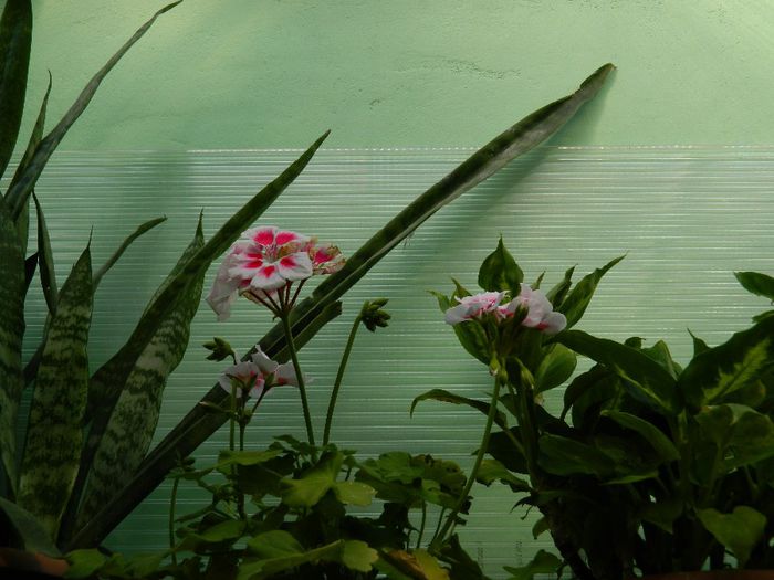 DSCN9859 - AUGUST 2 2013