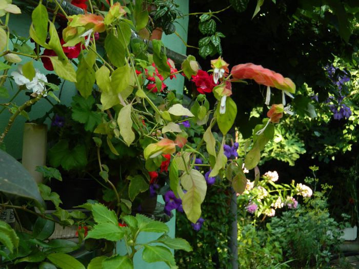 DSCN9863 - AUGUST 2 2013