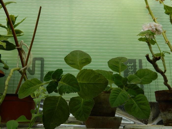 DSCN9865 - AUGUST 2 2013