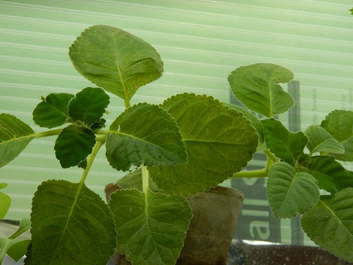 DSCN9868 o sa infloreasca??? - AUGUST 2 2013