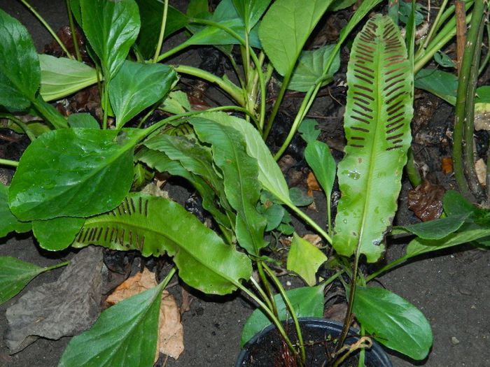 DSCN9876 - AUGUST 2 2013