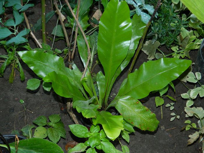 DSCN9884 LIUTA!!! - AUGUST 2 2013