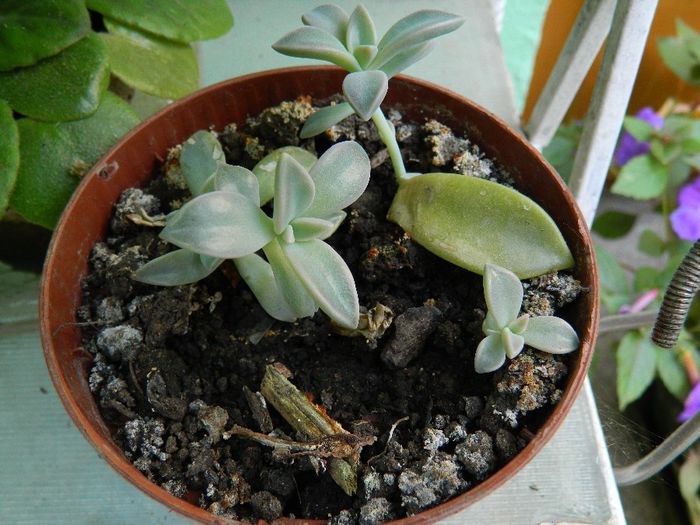 DSCN9888 - AUGUST 2 2013