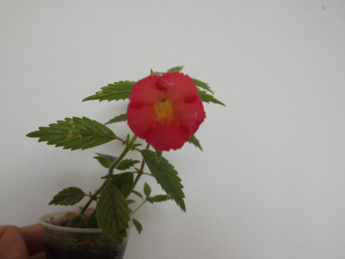 Jee del Coral - ACHIMENES