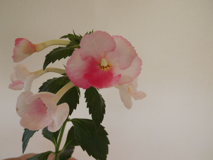 DSCF1327 - ACHIMENES