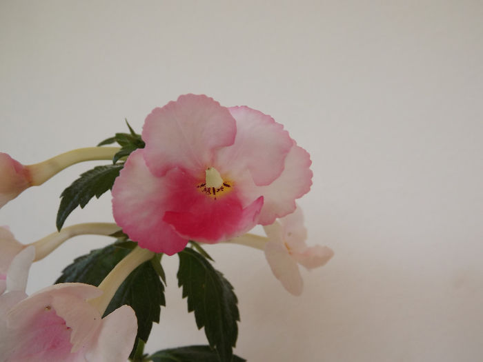 DSCF1330 - ACHIMENES