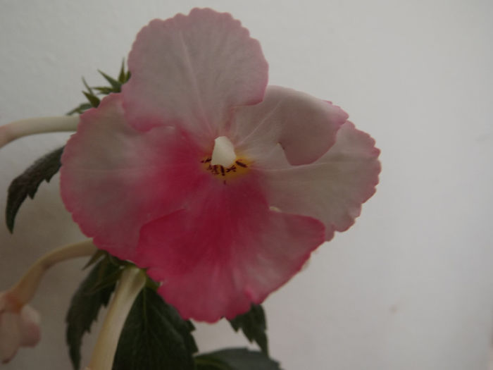 DSCF1383 - ACHIMENES