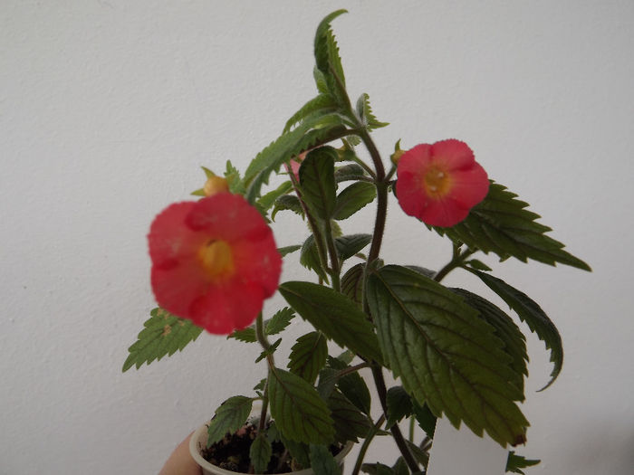 Summer Sunset - ACHIMENES