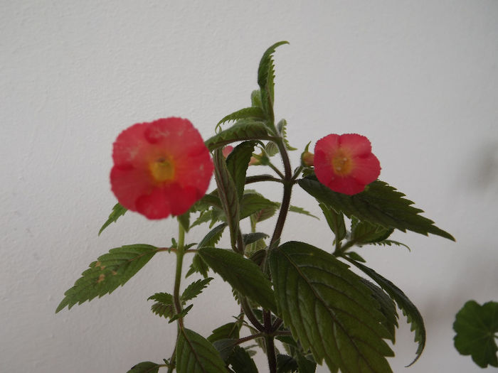 DSCF1360 - ACHIMENES