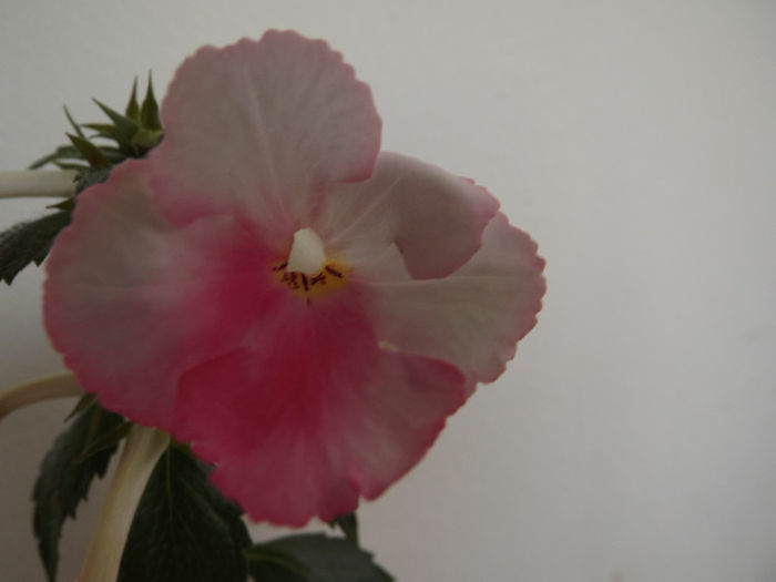 DSCF1382 - ACHIMENES