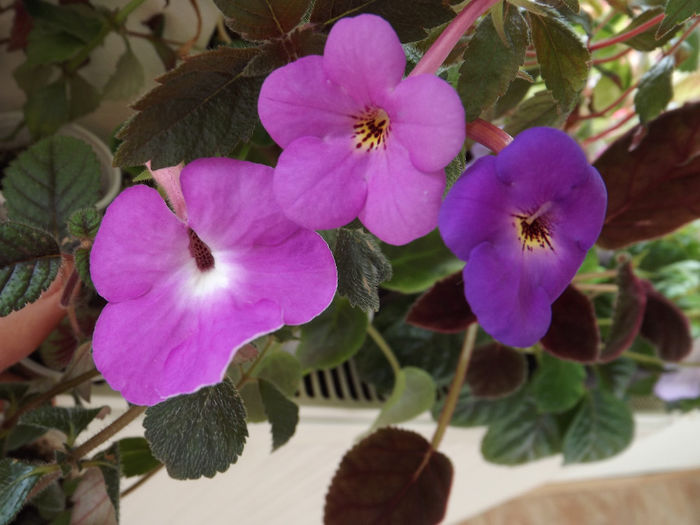 DSCF1460 - ACHIMENES