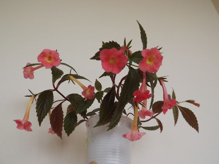 Peach Glow - ACHIMENES