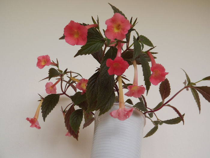 DSCF1453 - ACHIMENES