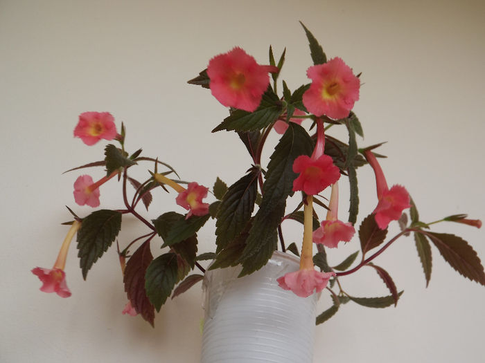 DSCF1454 - ACHIMENES