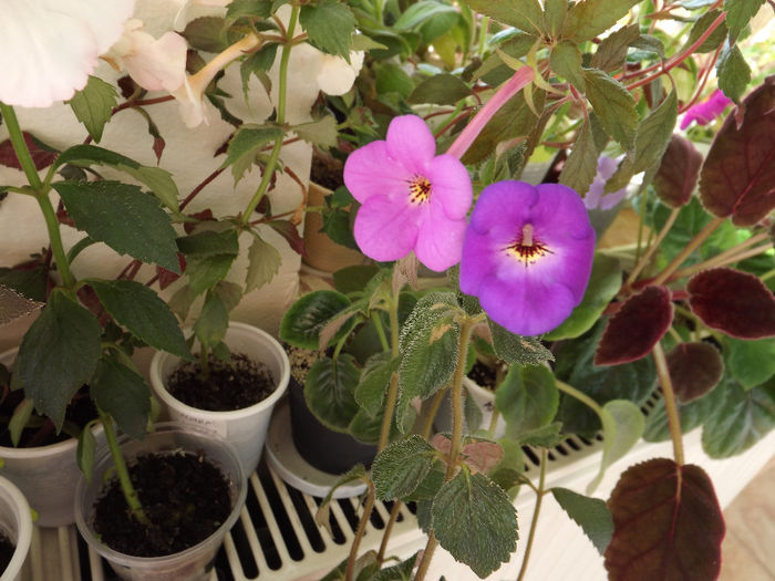 DSCF1457 - ACHIMENES