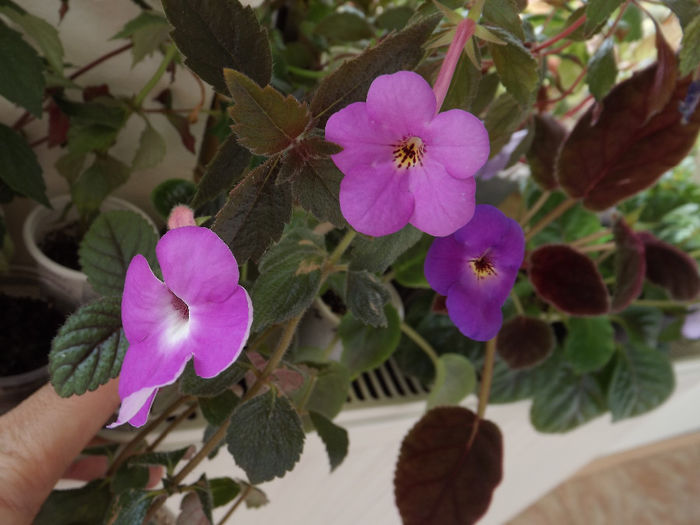 DSCF1458 - ACHIMENES