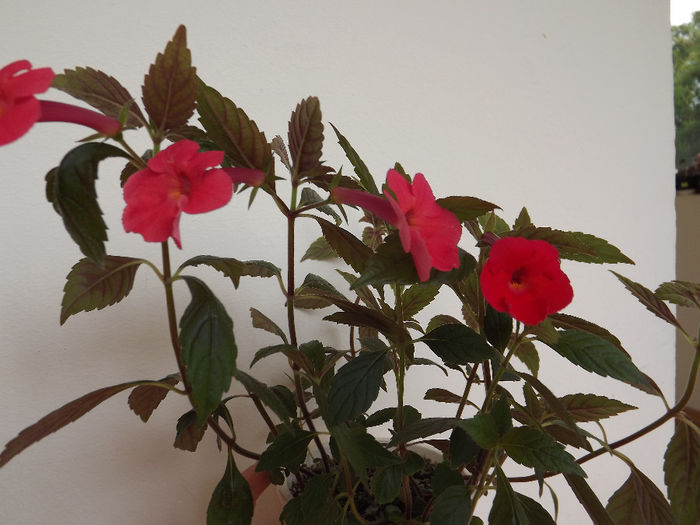 DSCF1470 - ACHIMENES