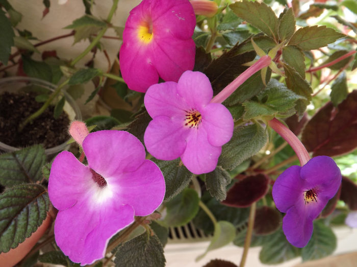 Comparatie marime si nuanta