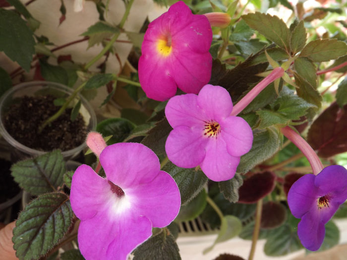 DSCF1463 - ACHIMENES