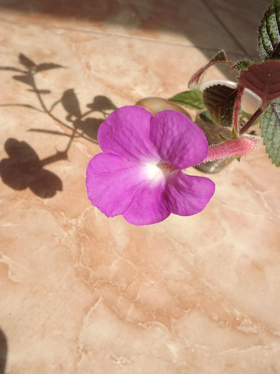 DSCF1467 - ACHIMENES