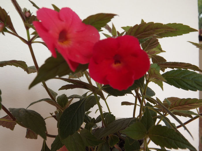 DSCF1473 - ACHIMENES